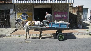 Bild eines Eselkarrens vor einem Geschäft